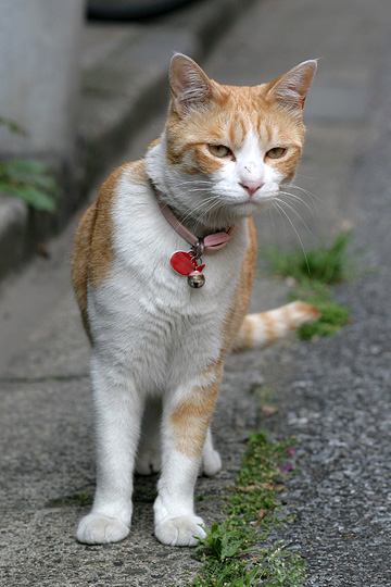 ねこ