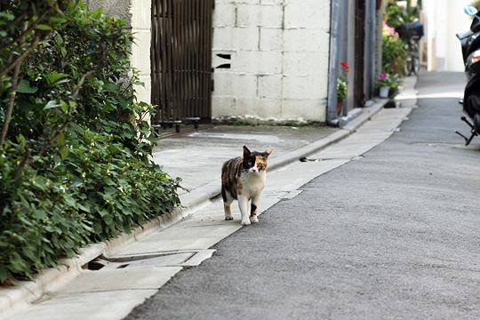 ねこ