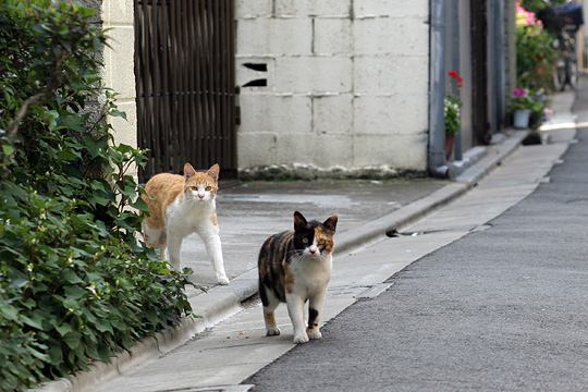 ねこ