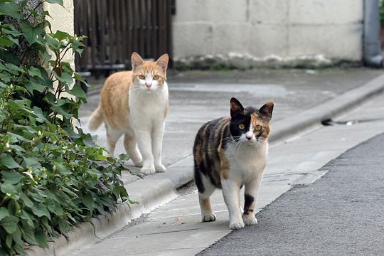 ねこ