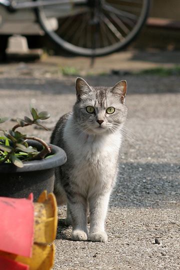 ねこ