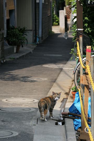 ねこ