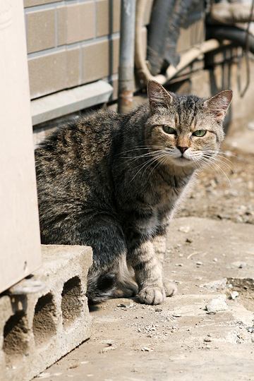 ねこ