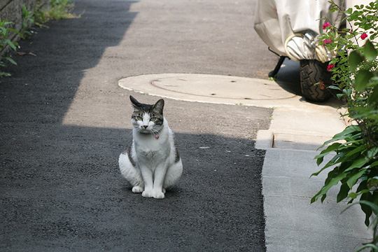 ねこ