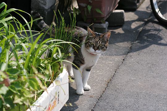 ねこ