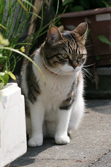 ねこ