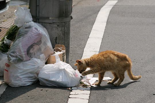 ねこ