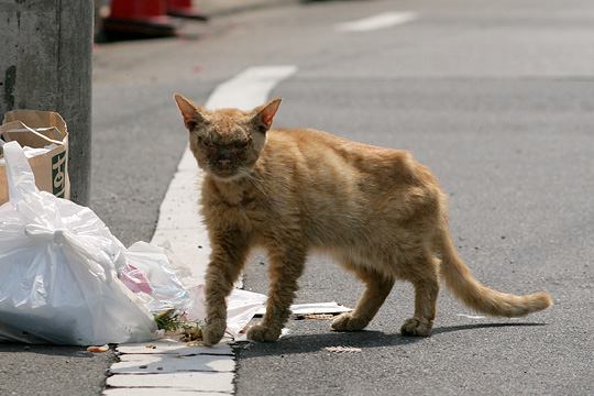 ねこ