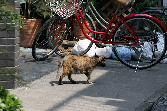 ねこ