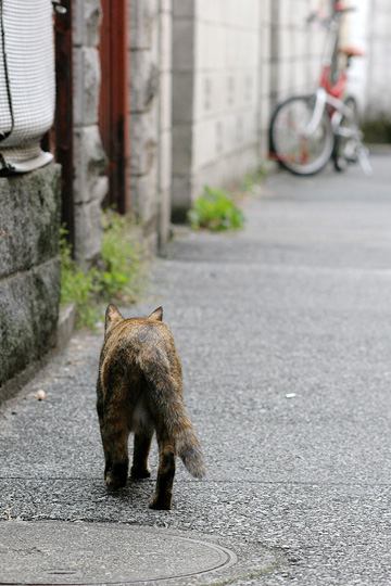 ねこ