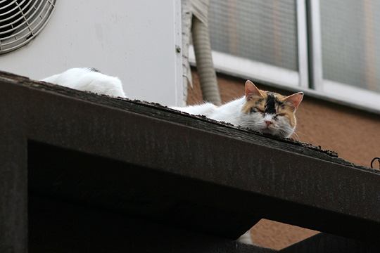 ねこ