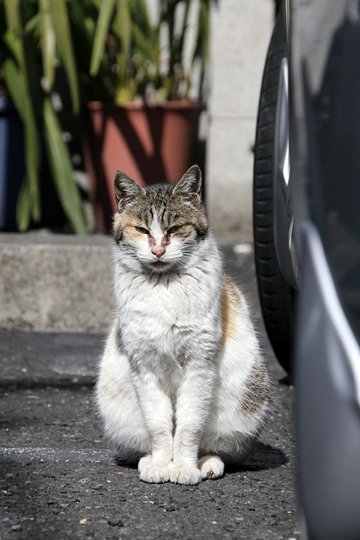 街のねこたち