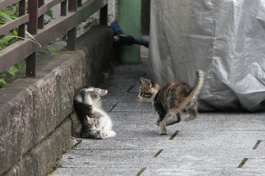 街のねこたち