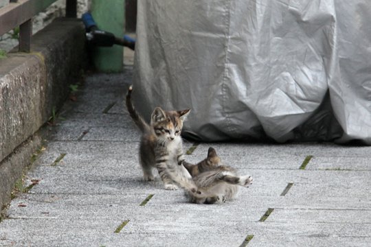 街のねこたち