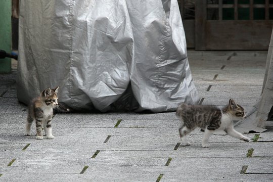 街のねこたち