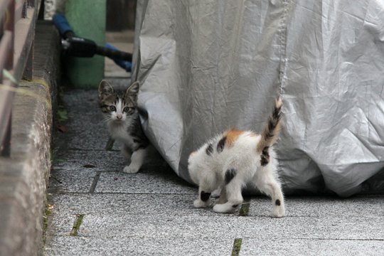 街のねこたち