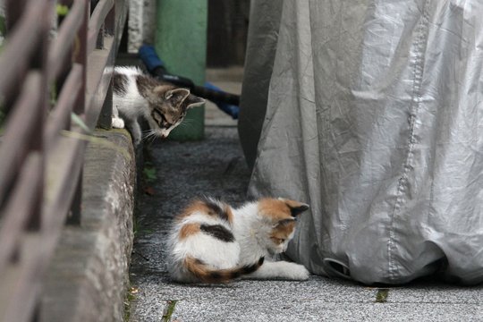 街のねこたち