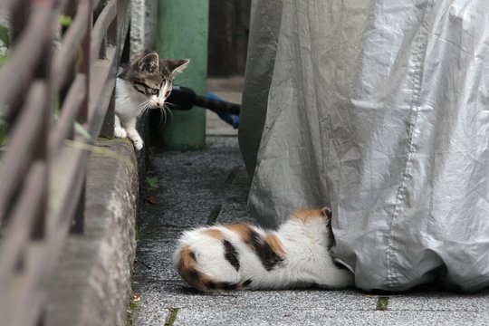 街のねこたち