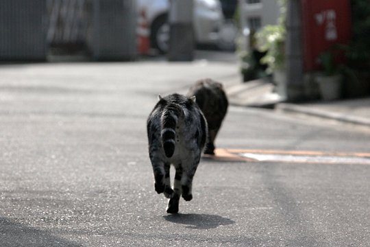 街のねこたち