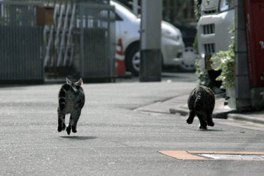 街のねこたち