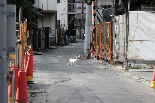 街のねこたち