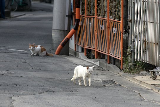 街のねこたち