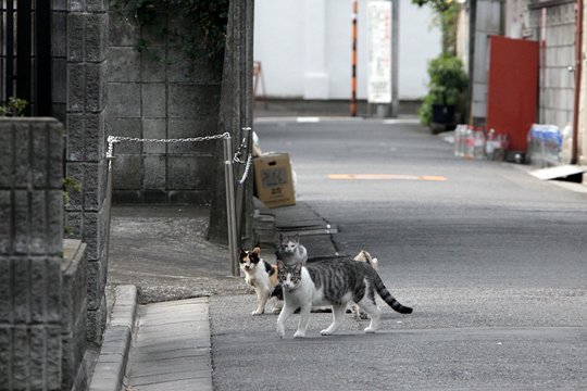街のねこたち
