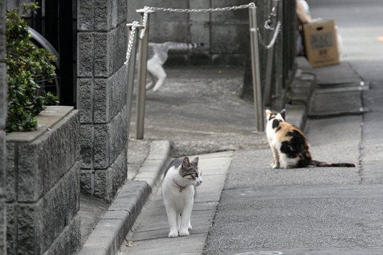 街のねこたち