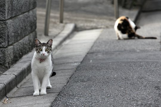 街のねこたち