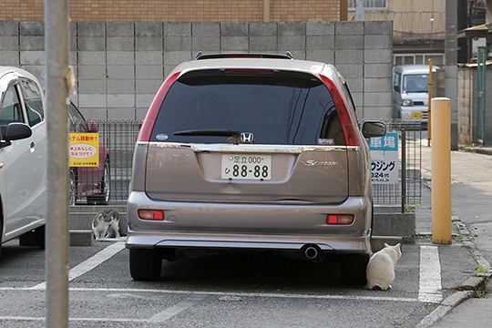 街のねこたち