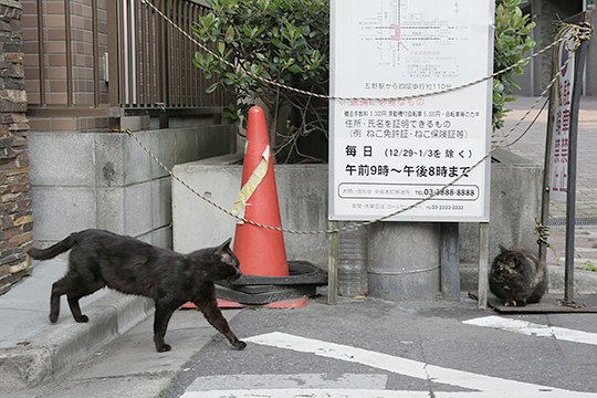 街のねこたち