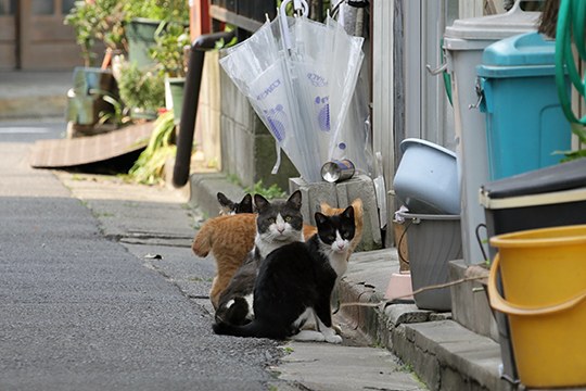 街のねこたち
