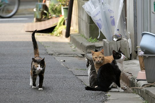 街のねこたち