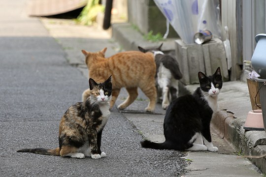街のねこたち