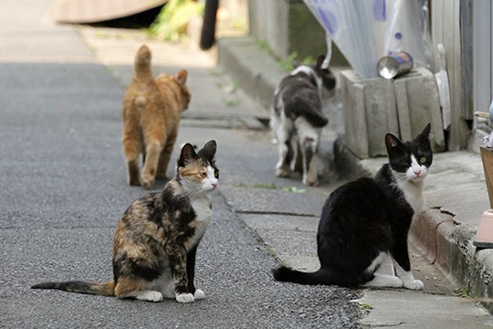 街のねこたち