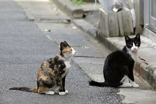 街のねこたち