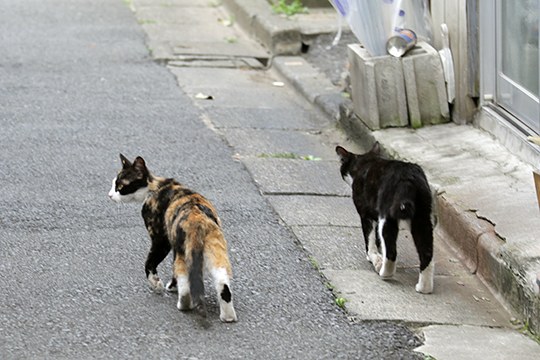 街のねこたち