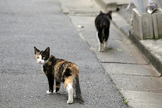 街のねこたち