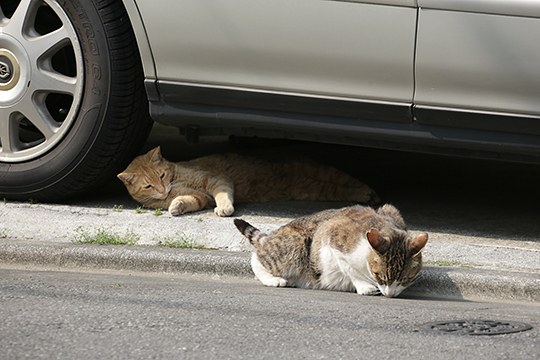 街のねこたち