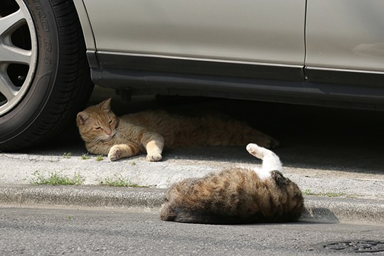 街のねこたち
