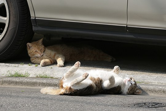 街のねこたち
