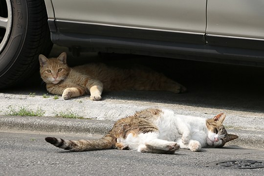 街のねこたち