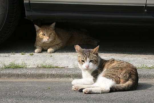 街のねこたち