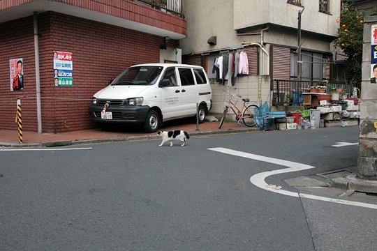 街のねこたち