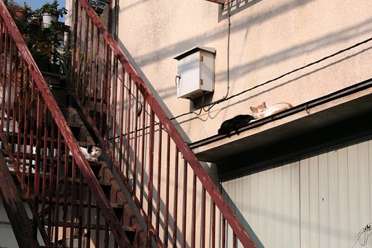 街のねこたち