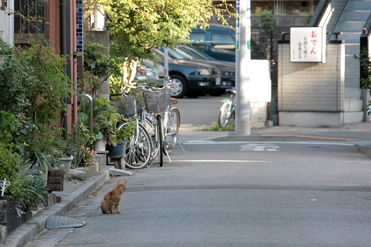 街のねこたち