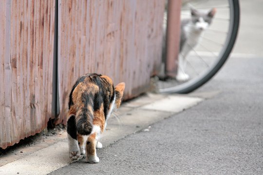 街のねこたち