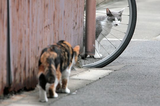 街のねこたち