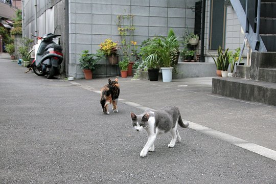 街のねこたち