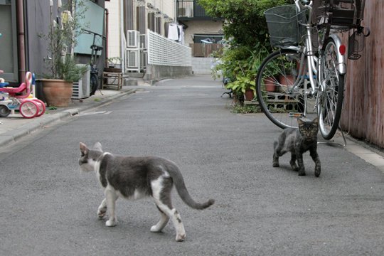 街のねこたち